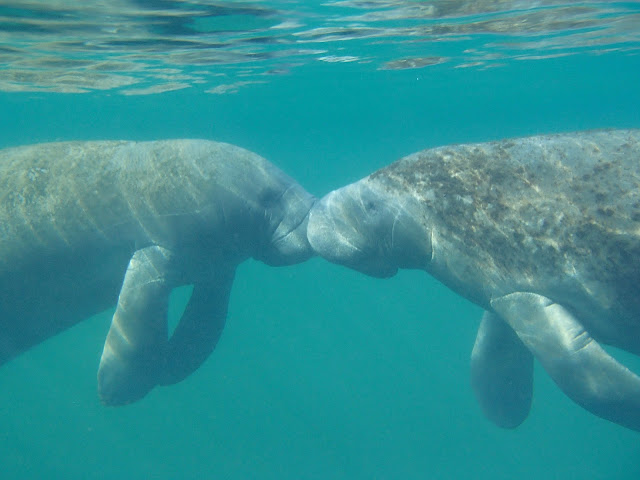 manatee kiss