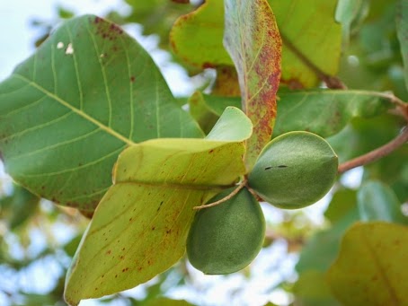 28+ Gambar Daun Pohon Ketapang