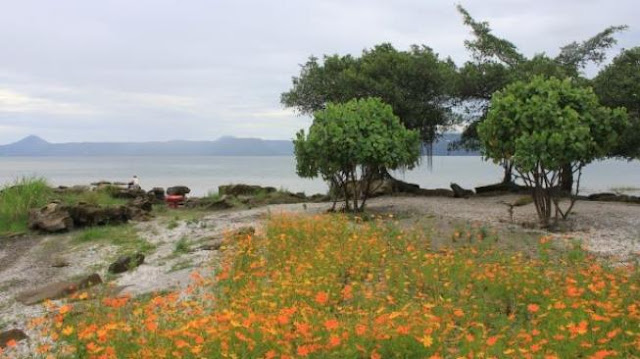 Indahnya Pantai Pasir Bertabur Bunga di Danau Toba