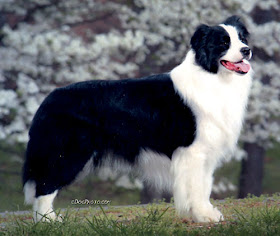 border collie pets dog breed puppy animal wallpapaer