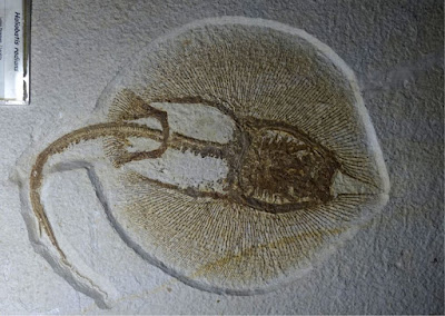 Fosil ikan pari purba ini adalah contoh spesimen yang ditemukan dengan kondisi yang baik. Material sedimen halus yang mengubur jasadnya menjadi salah satu pendukung terbentuknya fosil