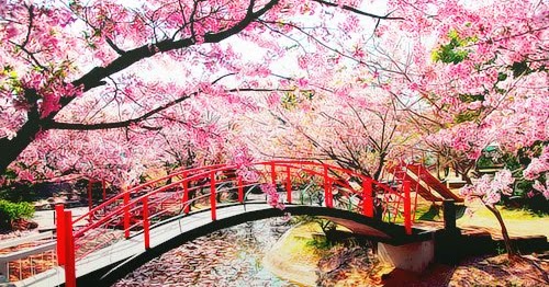 Jual Bibit Bunga  Sakura    Asli  Jepang Import Kebun 