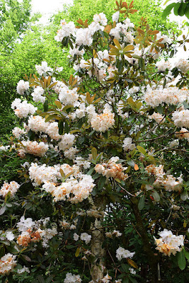 Rhododendron decorum - Great white rhododendron care and culture