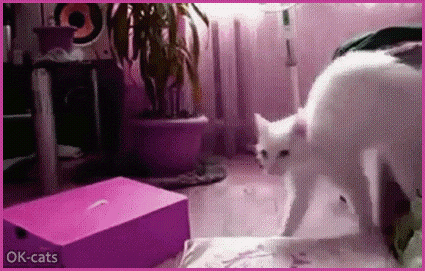 Art Cat GIF • Crazy white cats running  on two legs haha! Purranormal CATivity! [ok-cats.com]