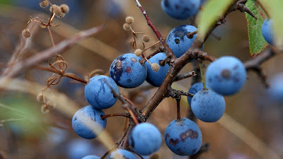  ialah buah beri berbentuk bundar kecil berwarna biru gelap dengan mahkota diujung buahnya Nih Wallpaper Gambar Buah Blueberry