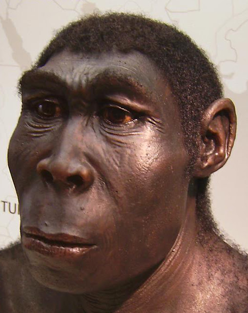 Реконструкция Homo erectus