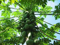 Benefits of Papaya Leaves