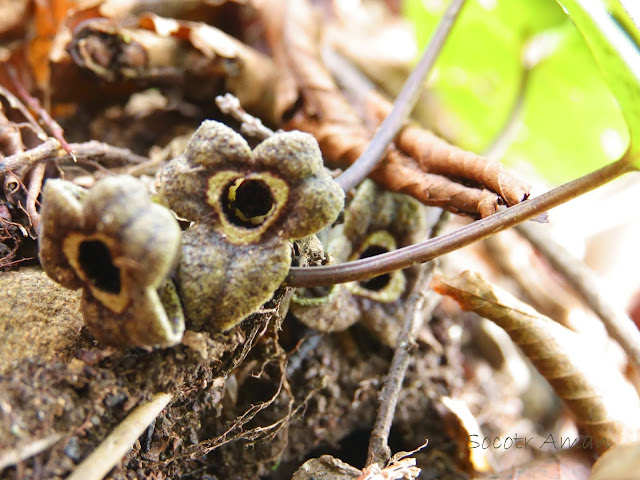 Asarum nipponicum