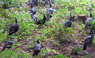 rafter of turkeys