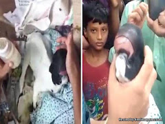 Anak Kambing Pelik Tiada Mata Dan Miliki Bibir Seperti Manusia