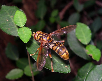 Foto: Milesia Undulata