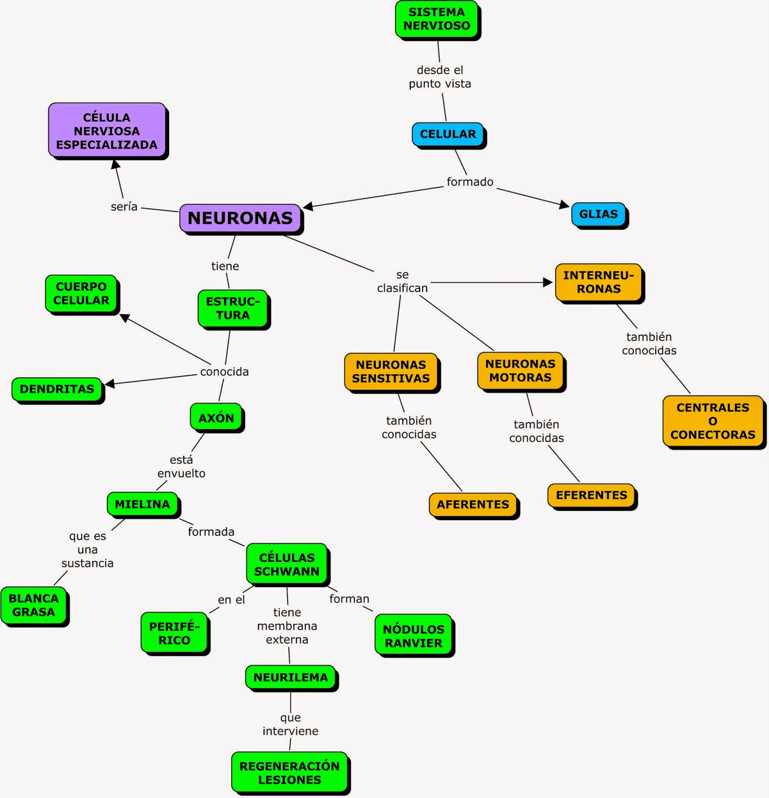 MAPA CONCEPTUAL DEL SISTEMA NERVIOSO CENTRAL
