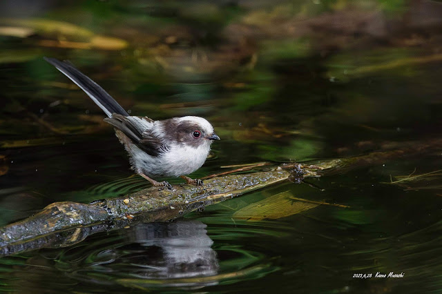 北海道で出会った野鳥　水浴びにやって来たシマエナガの幼鳥　その３