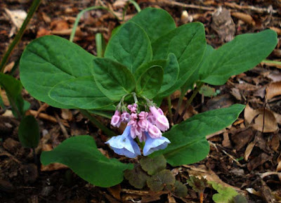 Mertensia virginica on March 27, 2007