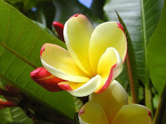 Akulikuli Flower Hawaii Poems About Flowers