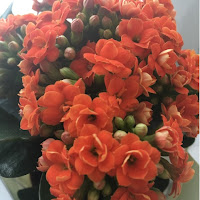 Orange Gypsophila plant