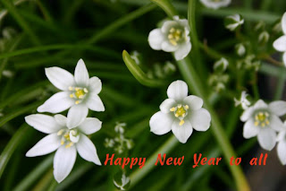 New Year Flowers