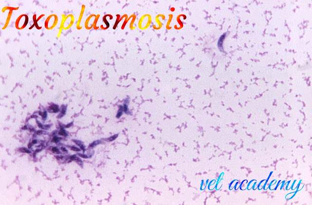 داء المقوسات -Toxoplasmosis