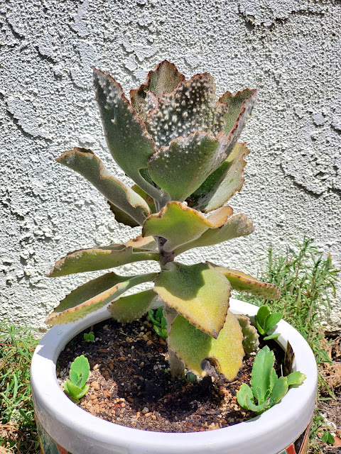 kalanchoe 'fang' in pot