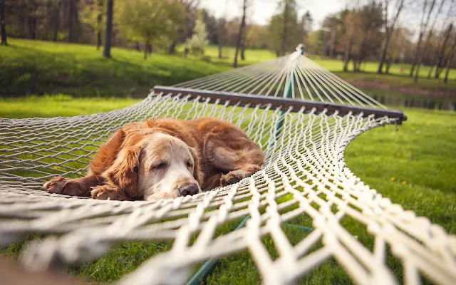 Hond in een hangmat