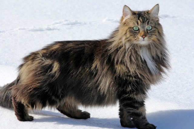 Norwegian Forest Cats: History, Appearance, and Charming Personality