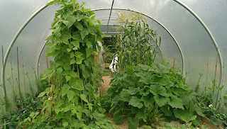 Potato plants in a polytunnel