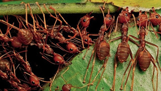 Semut Rangrang Membangun sarang, semut rangrang, larva semut rangrang