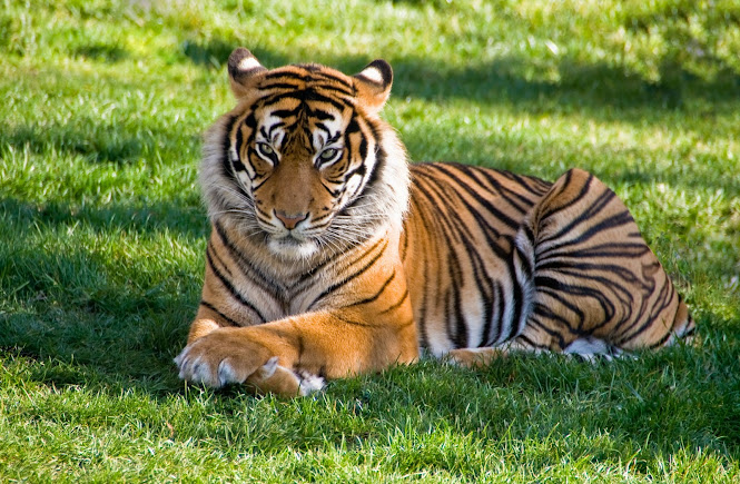Tiger conservation status