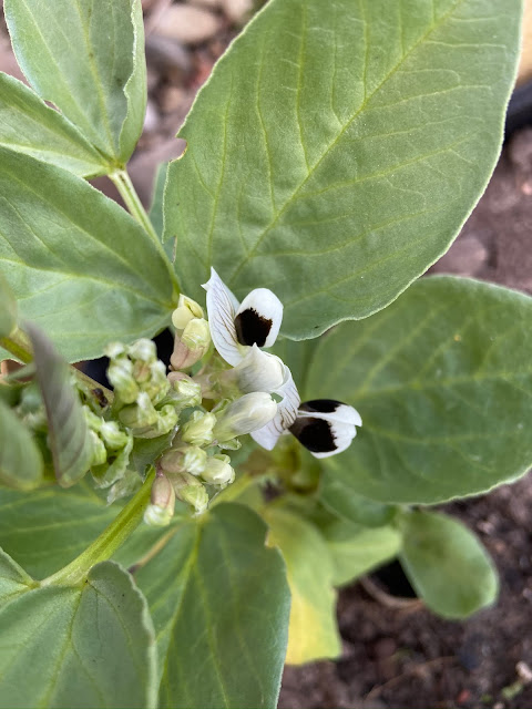 Broad bean in flower