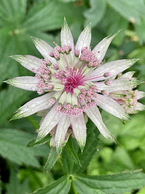 Pink astrantia flower against green foliage