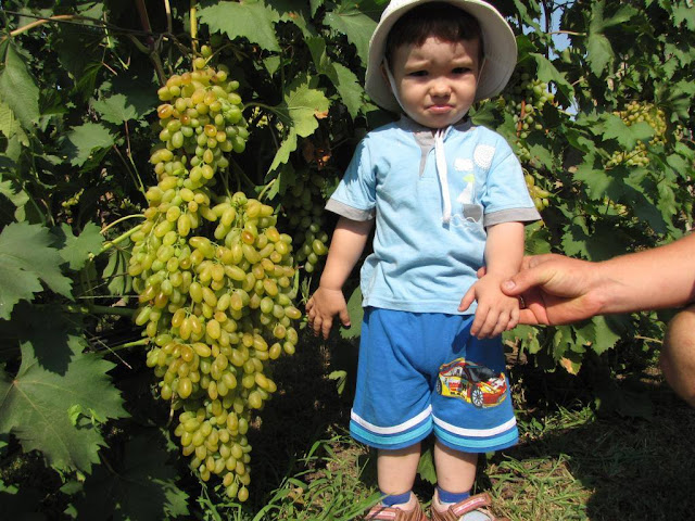 anggur merah, tabulampot, buah anggur, pohon anggur, budidaya anggur, kebun anggur, tanaman anggur, gambar anggur, tanaman tabulampot, tabulampot anggur, buah anggur merah, cara menanam buah anggur, cara menanam anggur dalam pot, anggur dalam pot, cara menanam pohon anggur, budidaya tanaman buah dalam pot, bibit anggur, jual tabulampot sudah berbuah, budidaya tanaman anggur, tanaman anggur dalam pot, cara menanam buah dalam pot agar cepat berbuah, media tabulampot, tanaman buah dalam pot yang cepat berbuah, media tanam tabulampot, harga tabulampot yang sudah berbuah, pekarangan rumah, tanaman buah dalam pot kecil, pupuk agar tanaman cepat berbuah, pohon anggur merah, jual bibit anggur, pohon kismis, bibit anggur merah, jenis tabulampot yang cepat berbuah, cara membuat tabulampot, perkebunan anggur, kebun anggur di indonesia, cara merawat tanaman anggur, kebun anggur merah, tanaman buah yang paling cepat berbuah, kebun buah anggur, harga bibit anggur, anggur bali, tanaman anggur merah, kebun anggur probolinggo, anggur isabella, anggur hidroponik, anggur jawa, pohon anggur hijau, jual anggur merah, tanaman yang cepat berbuah, 