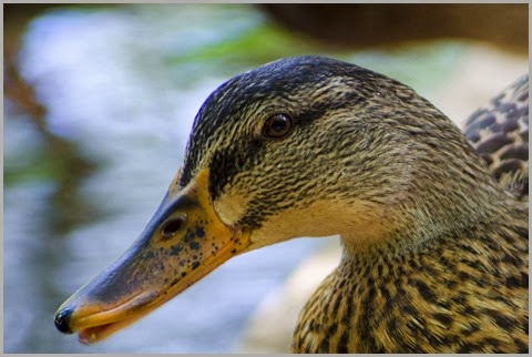 close up duck2