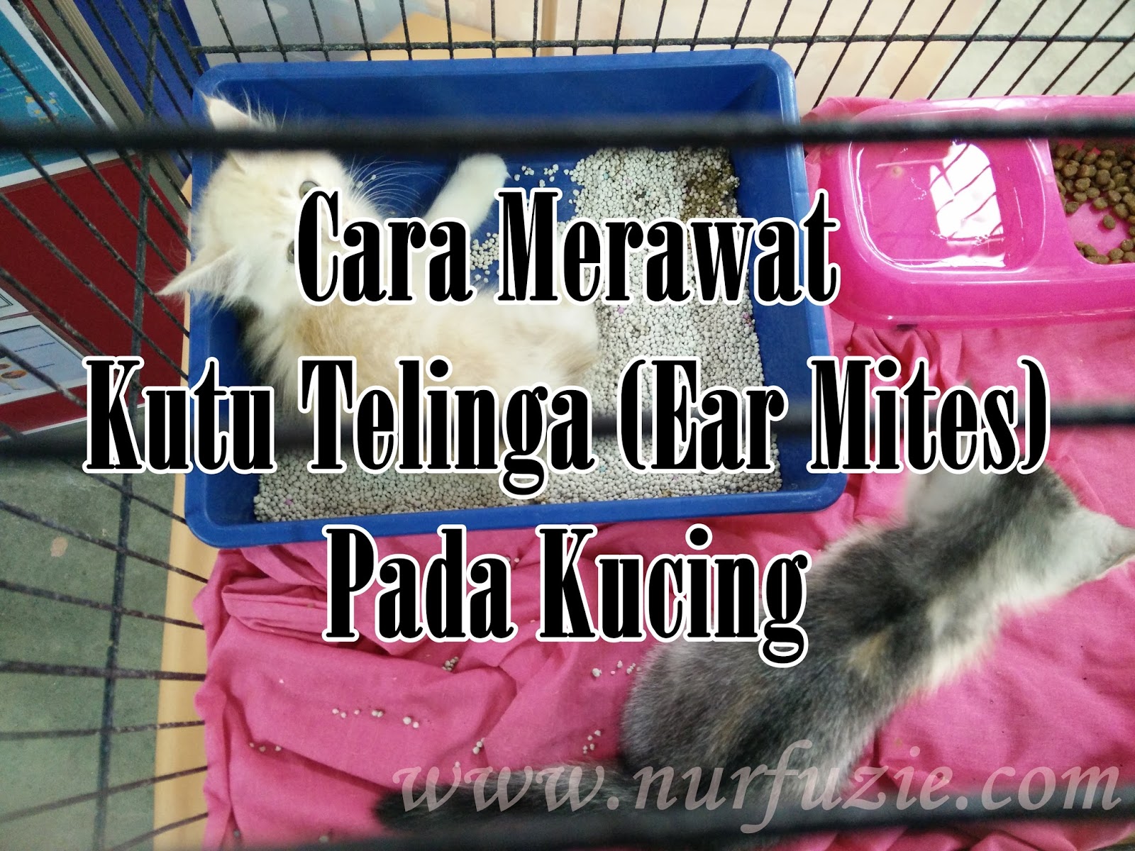 Cara Merawat Kutu Telinga (Ear Mites) - Nurfuzie.com