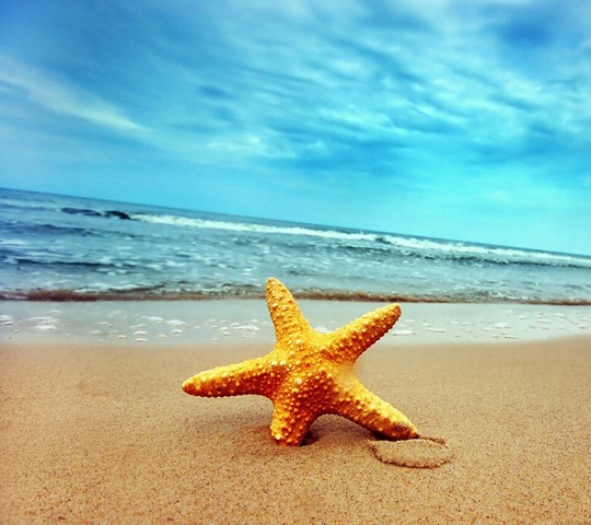 Sunk Starfish _33571693