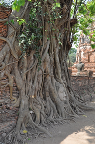 A sculpture of Buddha's head amongst the roots of a Bodhi tree.