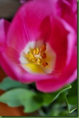 flower140