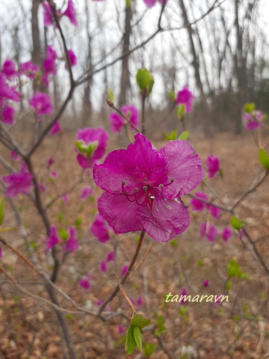 Рододендрон остроконечный (Rhododendron mucronulatum)