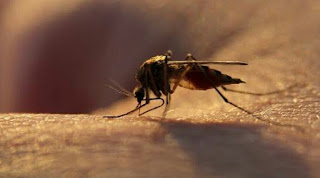 Malaria : Types, symptoms, causes, prevention.