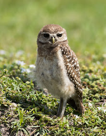 Baby Burrowing Owl - Brian Piccolo Sports Park, Florida