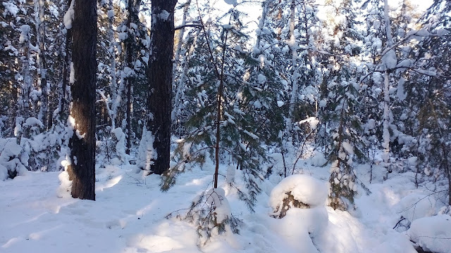 зимний лес омская область
