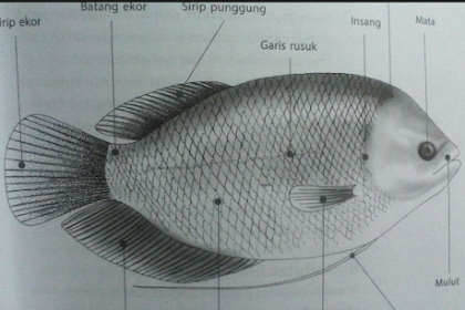 MAKANAN IKAN GURAME