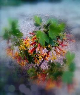 blackcurrant tree blossoms photo