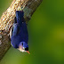 Velvet-fronted Nuthatch