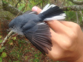 Blue-gray Gnatcatcher (HY-U)