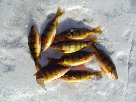 Fish Lake Utah Yellow Perch Ice Fishing