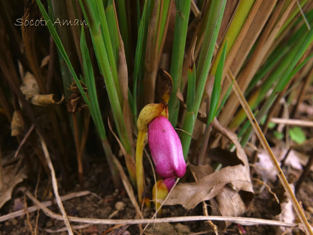 Aeginetia indica