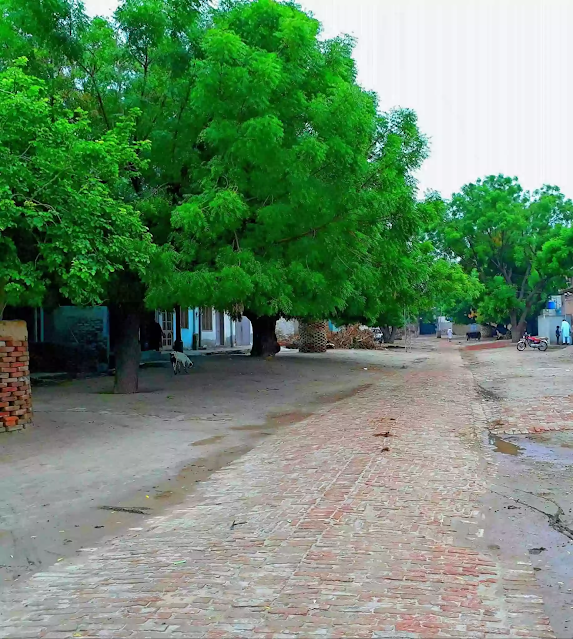 Chak 493 GB Odanwala (Hussainpur) | Village in Punjab, Pakistan