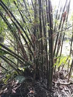 Bamboo