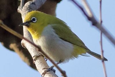 "Indian White-eye - resident, perched on a branch."