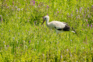 Wildlifefotografie Weißstorch Lippeaue